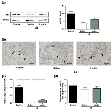 impact testing arrowheads|Leptin.